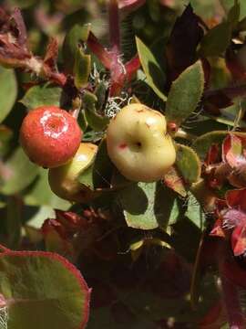 Plancia ëd Arctostaphylos pechoensis (Abrams) Dudley