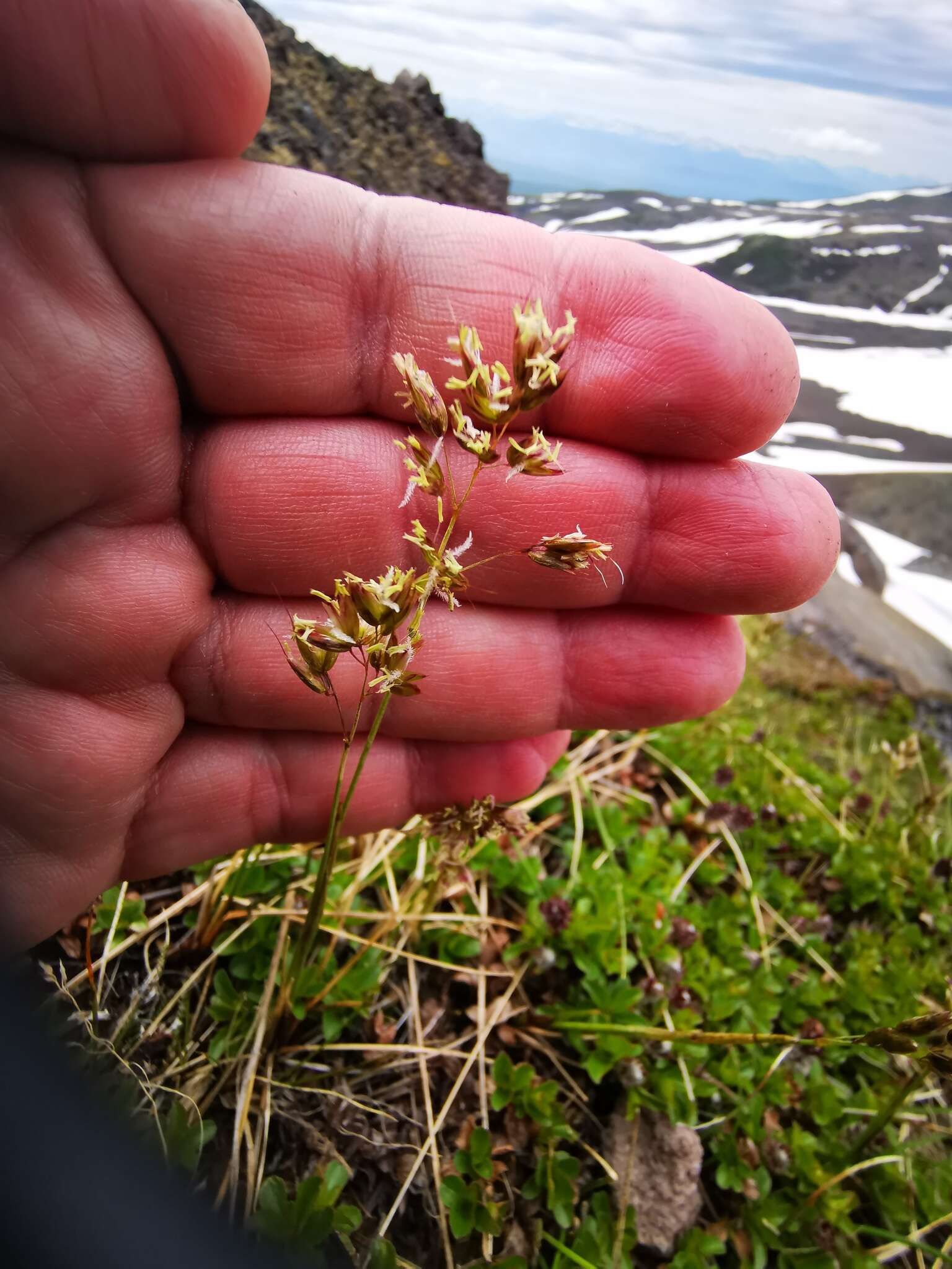 Sivun Anthoxanthum monticola (Bigelow) Veldkamp kuva