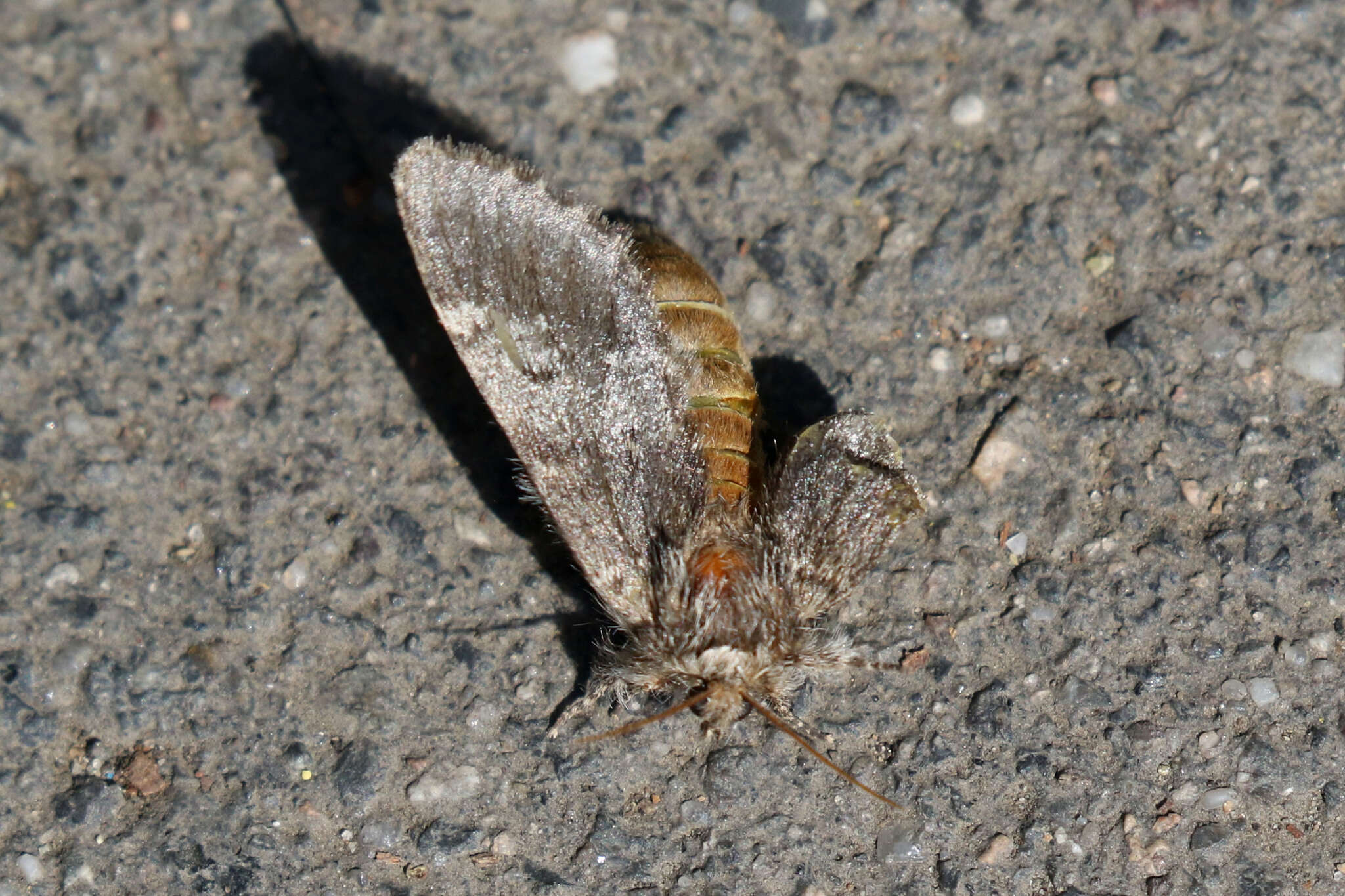 Слика од Drymonia ruficornis Hüfnagel. 1766