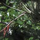 Image of Tillandsia vernicosa Baker