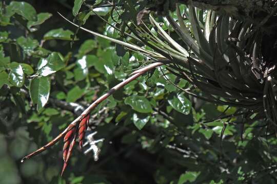 Image of Tillandsia vernicosa Baker