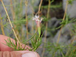 Image of Stevia satureifolia (Lam.) Lam.