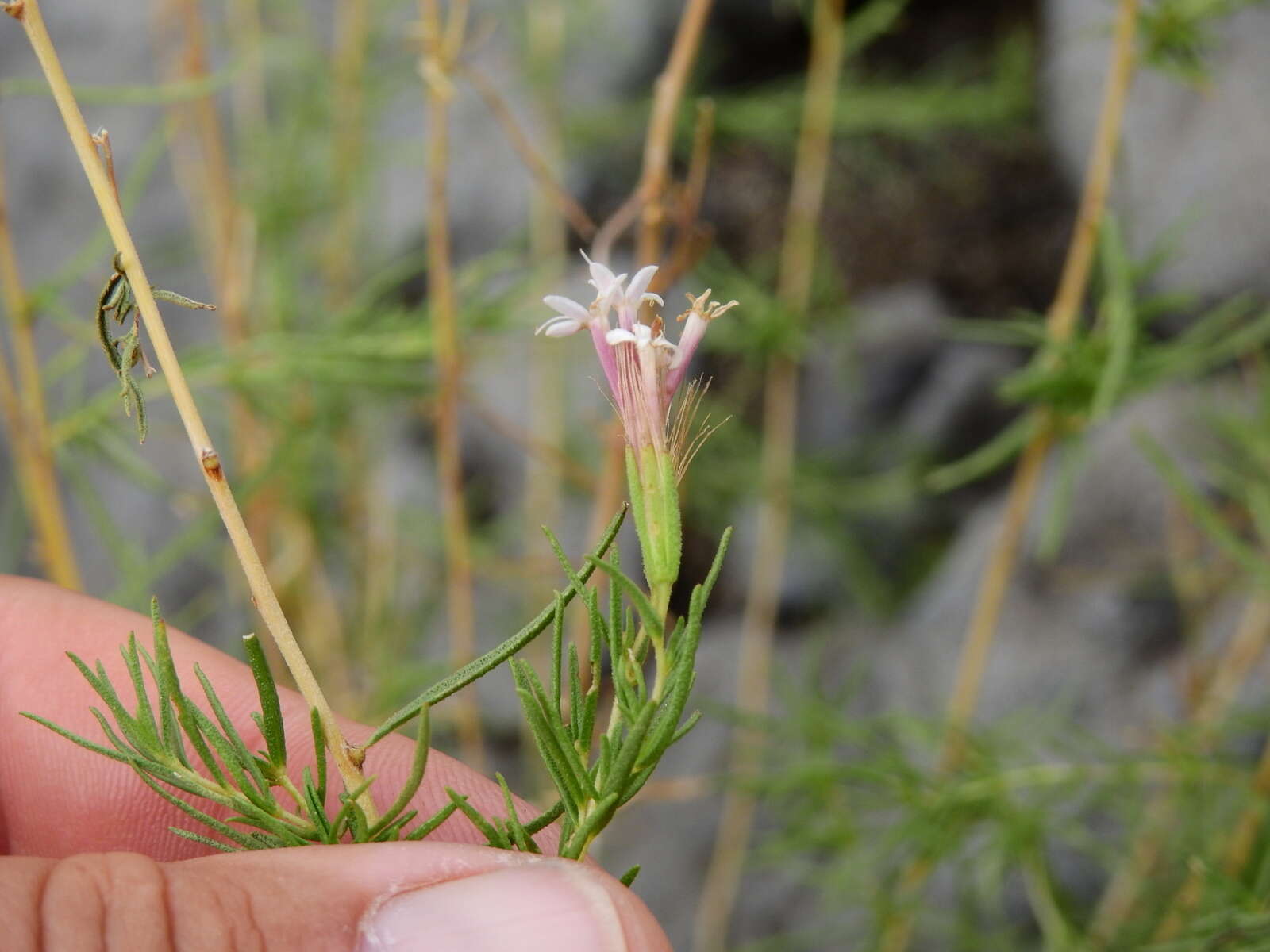 Image of Stevia satureifolia (Lam.) Lam.