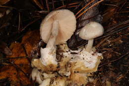 Image of Volvariella surrecta (Knapp) Singer 1951