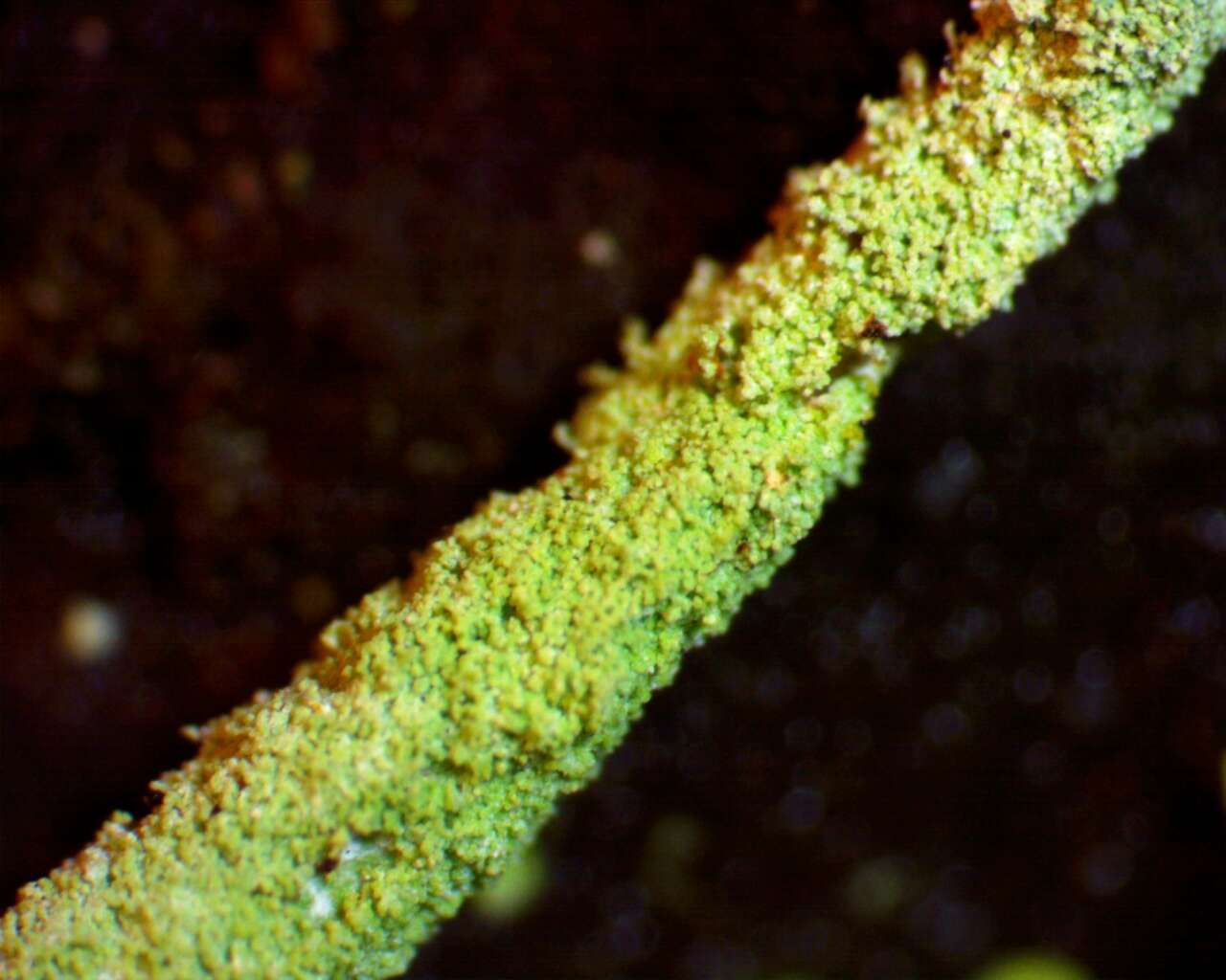 Image of cup lichen