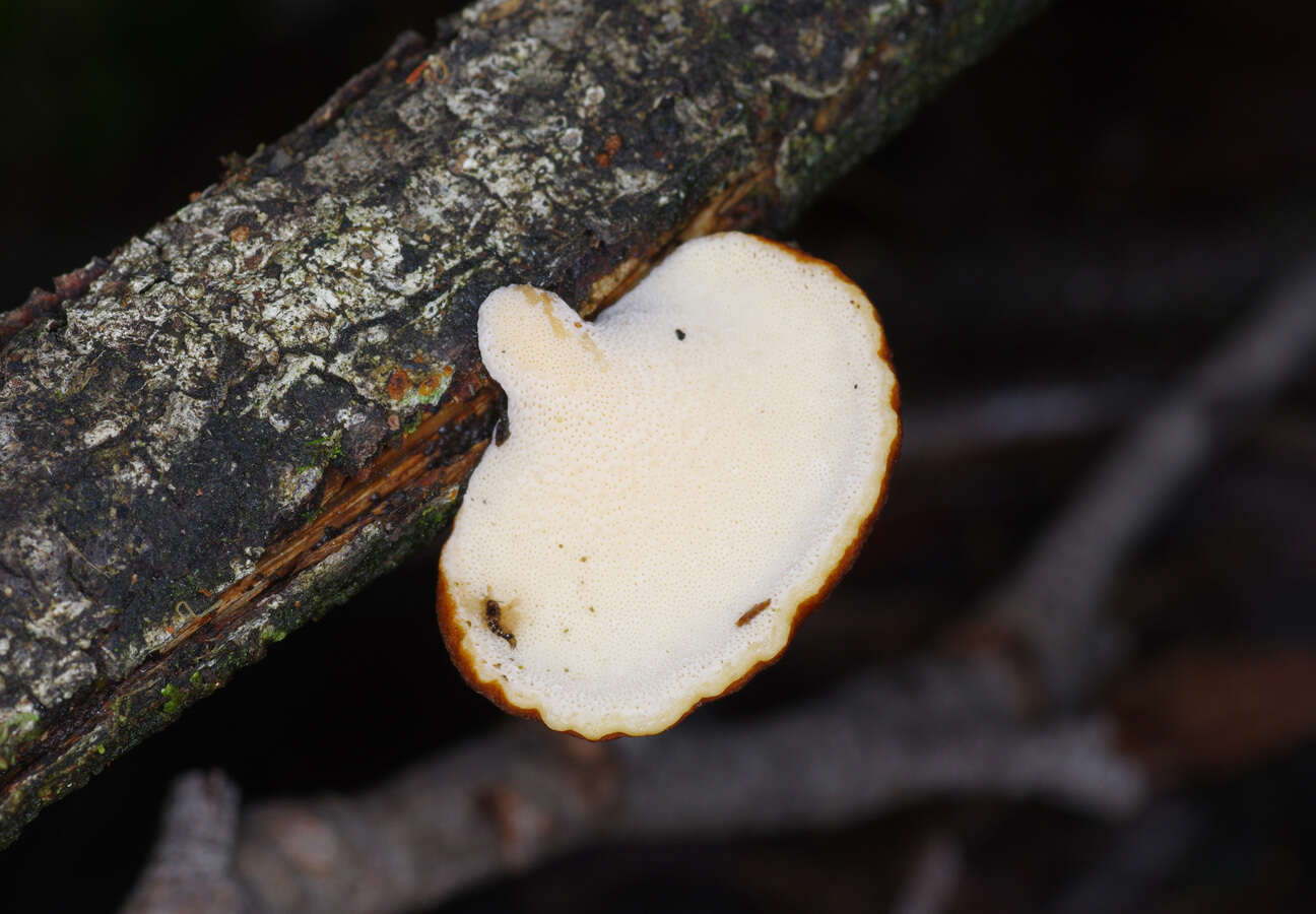 Image de Polyporus hypomelanus Berk. ex Cooke 1886