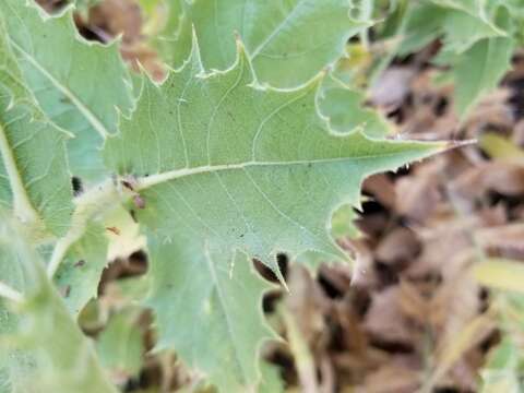 Image of hollyleaf bur ragweed