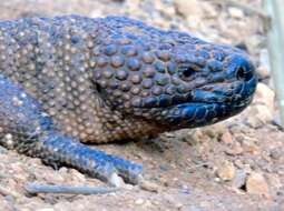 Image of Mexican Beaded Lizard