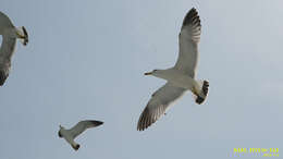 Image of Black-tailed Gull