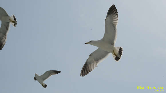 Plancia ëd Larus crassirostris Vieillot 1818