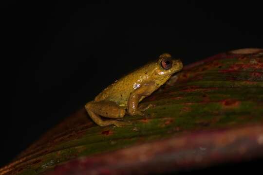 Image of executioner treefrog