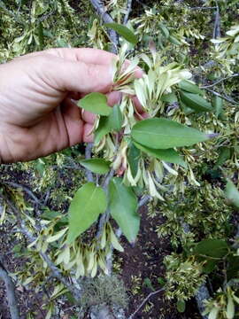 Image of Ruprechtia laxiflora Meisn.