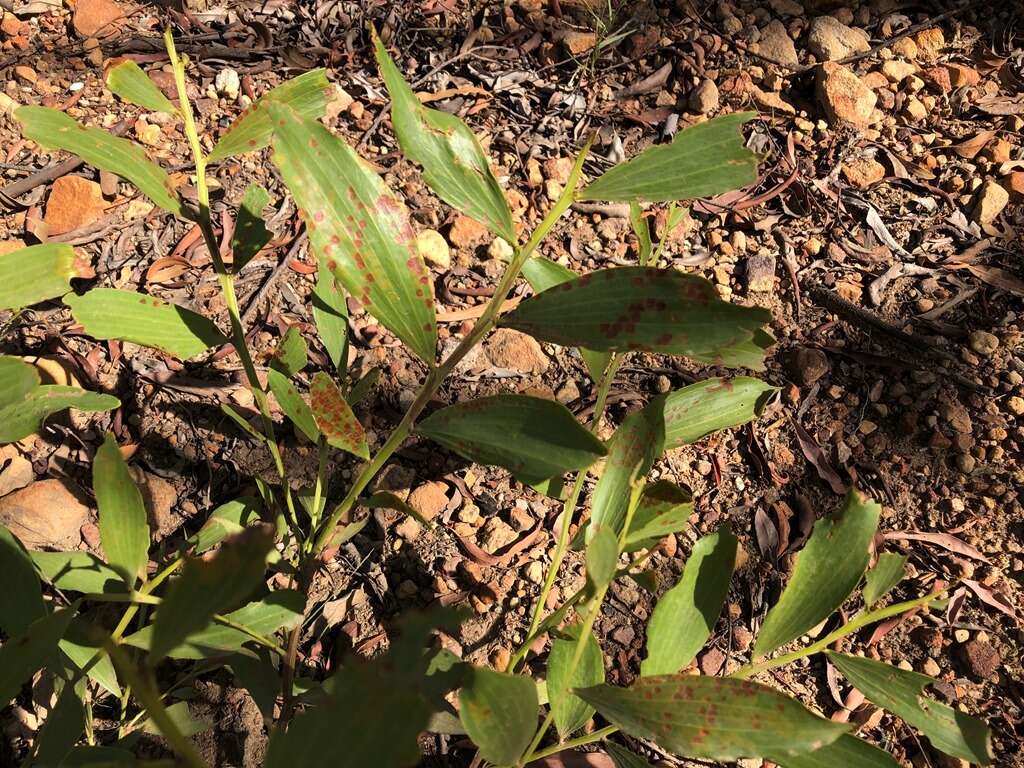 Image of Acacia complanata A. Cunn. ex Benth.