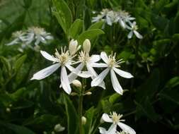 Clematis recta L. resmi