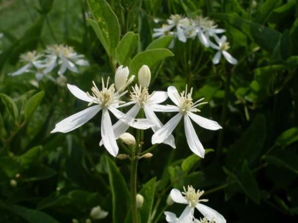 Imagem de Clematis recta L.