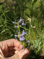 Image of Front Range beardtongue