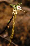 Plancia ëd Strophanthus kombe Oliv.