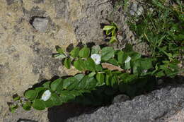 Image of Evolvulus prostratus Robins.