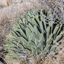 Image of Agave nickelsiae Rol.-Goss.