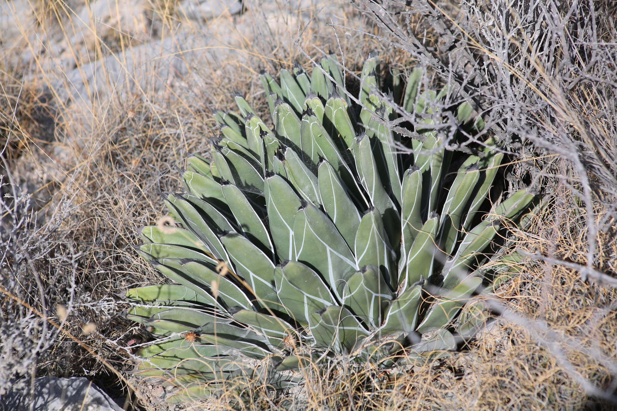Image of Agave nickelsiae Rol.-Goss.