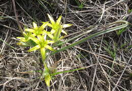 Image of Gagea pusilla (F. W. Schmidt) Sweet