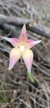 Image of Caladenia spectabilis Hopper & A. P. Br.