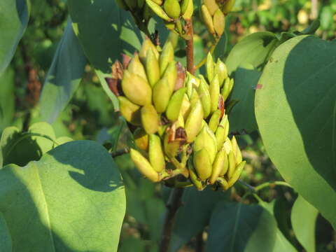 Image of Common Lilac