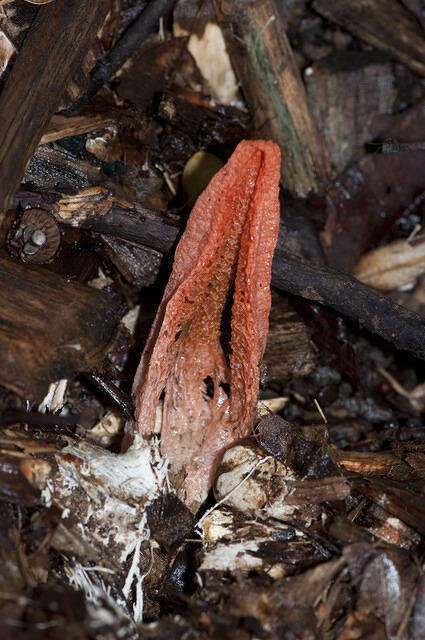 Image of stinkhorn