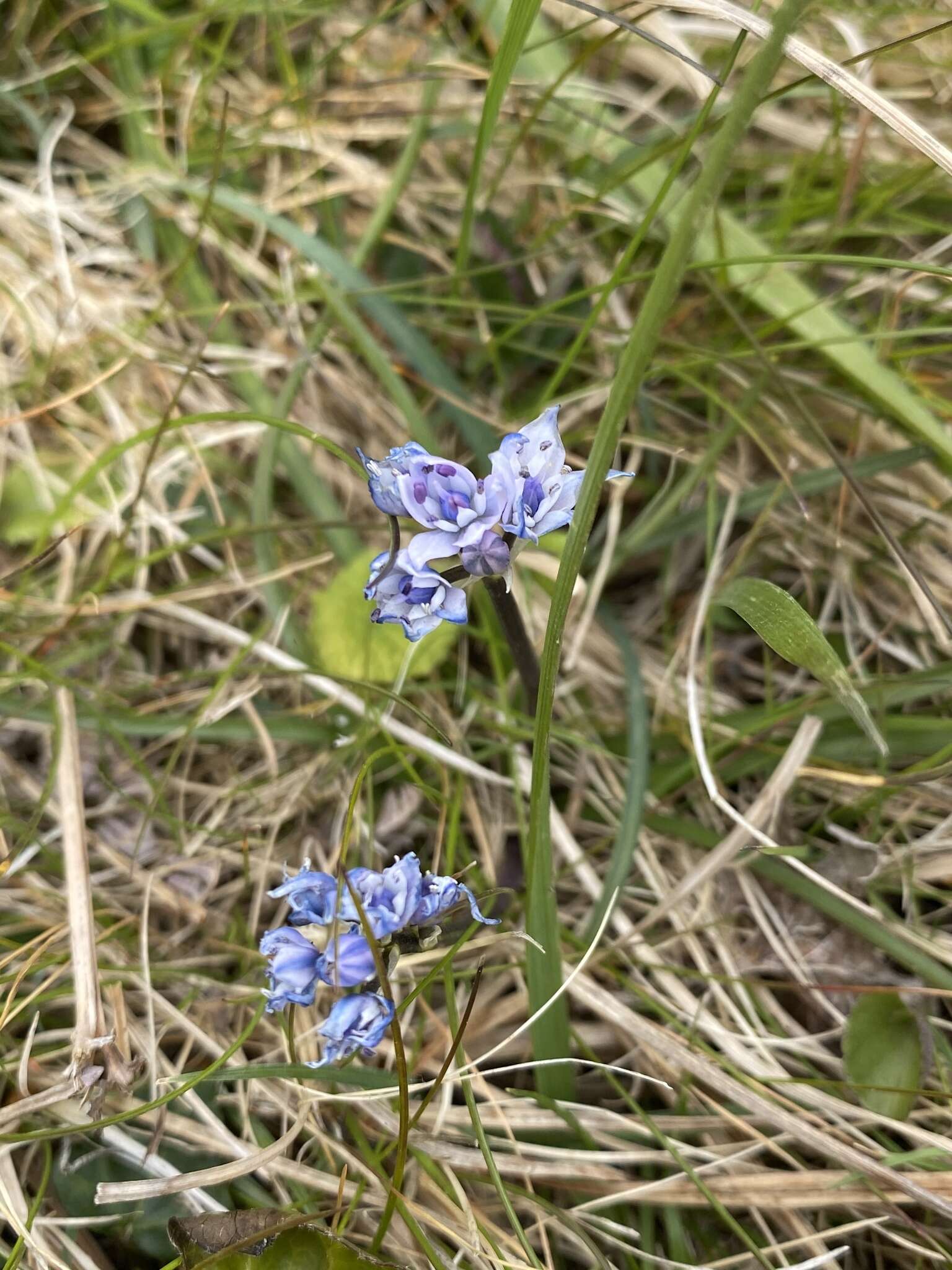 Image de Scille de printemps