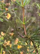 Image of Stylidium scandens R. Br.