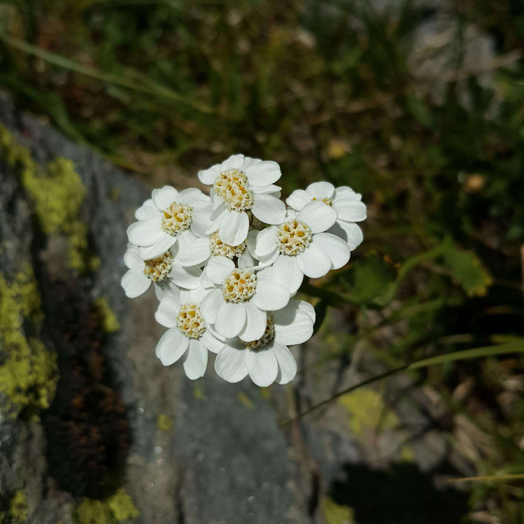 Слика од Achillea erba-rotta All.