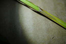 Image of Green-Sheath Sedge