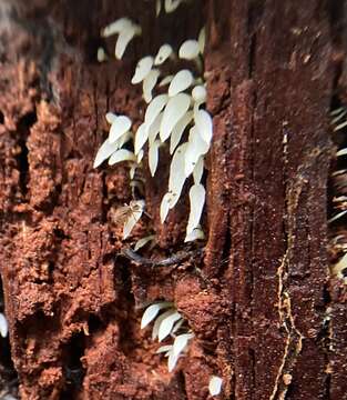 Imagem de Mucronella fusiformis (Kauffman) K. A. Harrison 1972