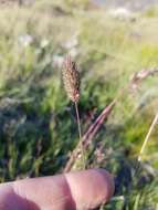 Image of alpine timothy