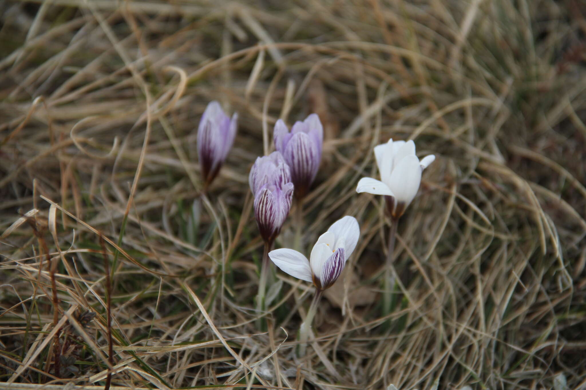 Image of Crocus tauricus (Trautv.) Puring