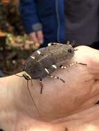 Image of native cockroach ( Australia )