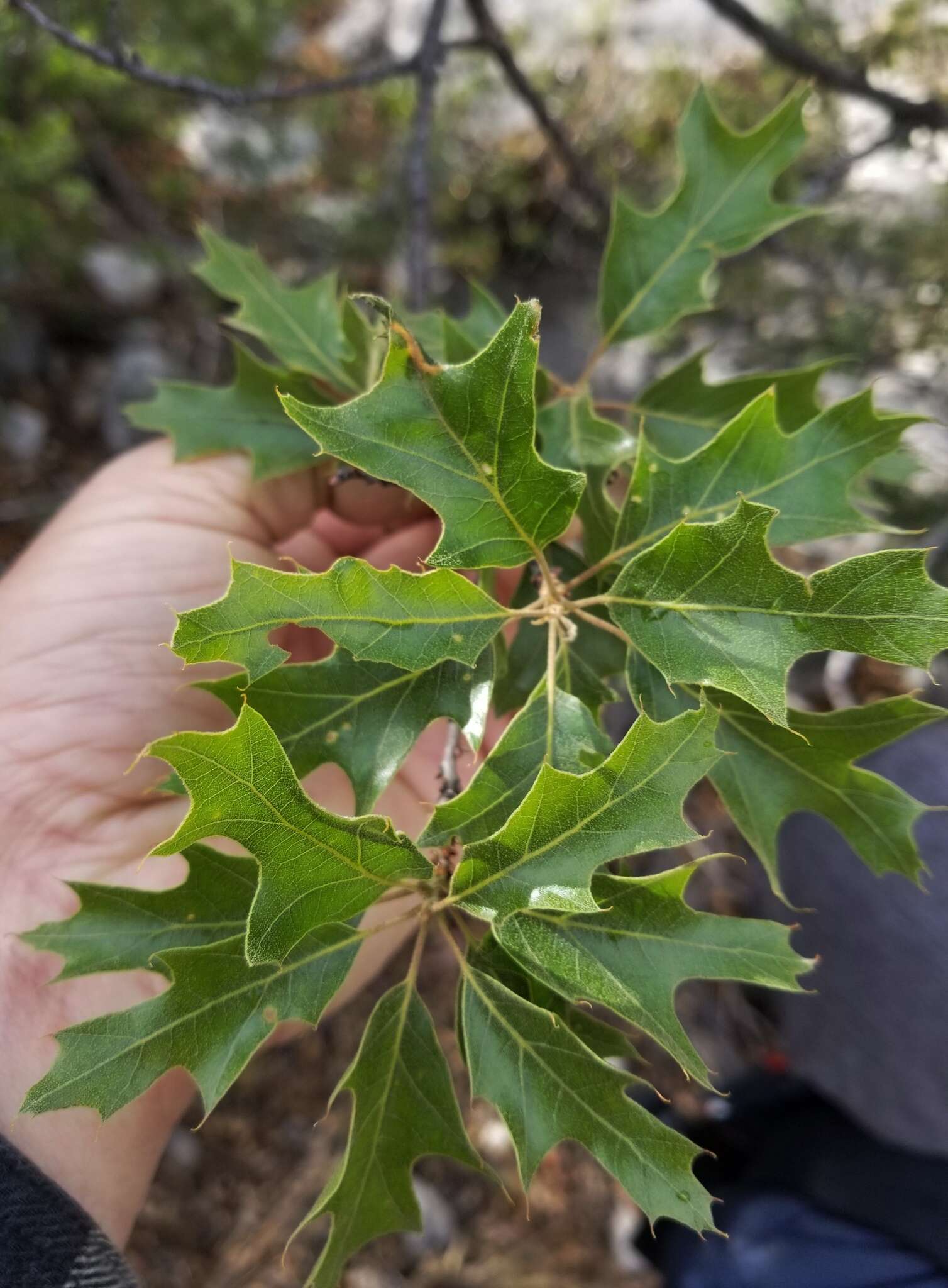 Image of Chisos red oak