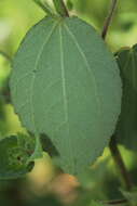 Image de Peltaea sessiliflora (Kunth) Standl.