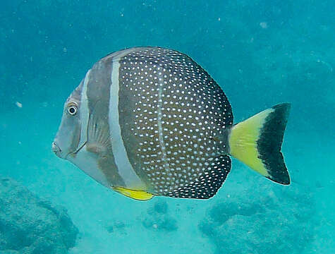 Image of Mustard Surgeonfish