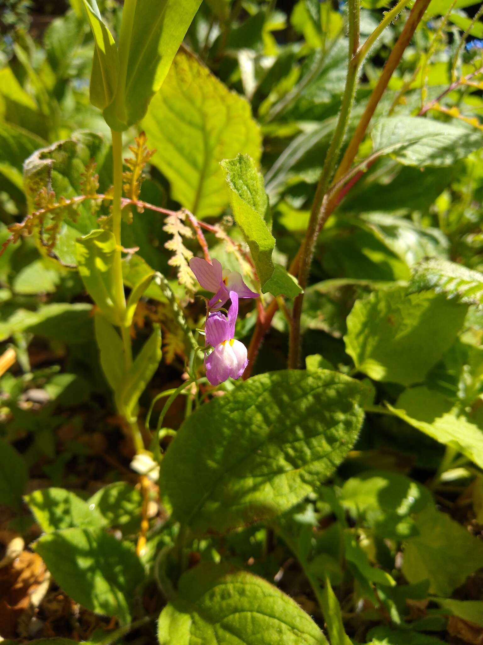 Imagem de Linaria maroccana Hook. fil.