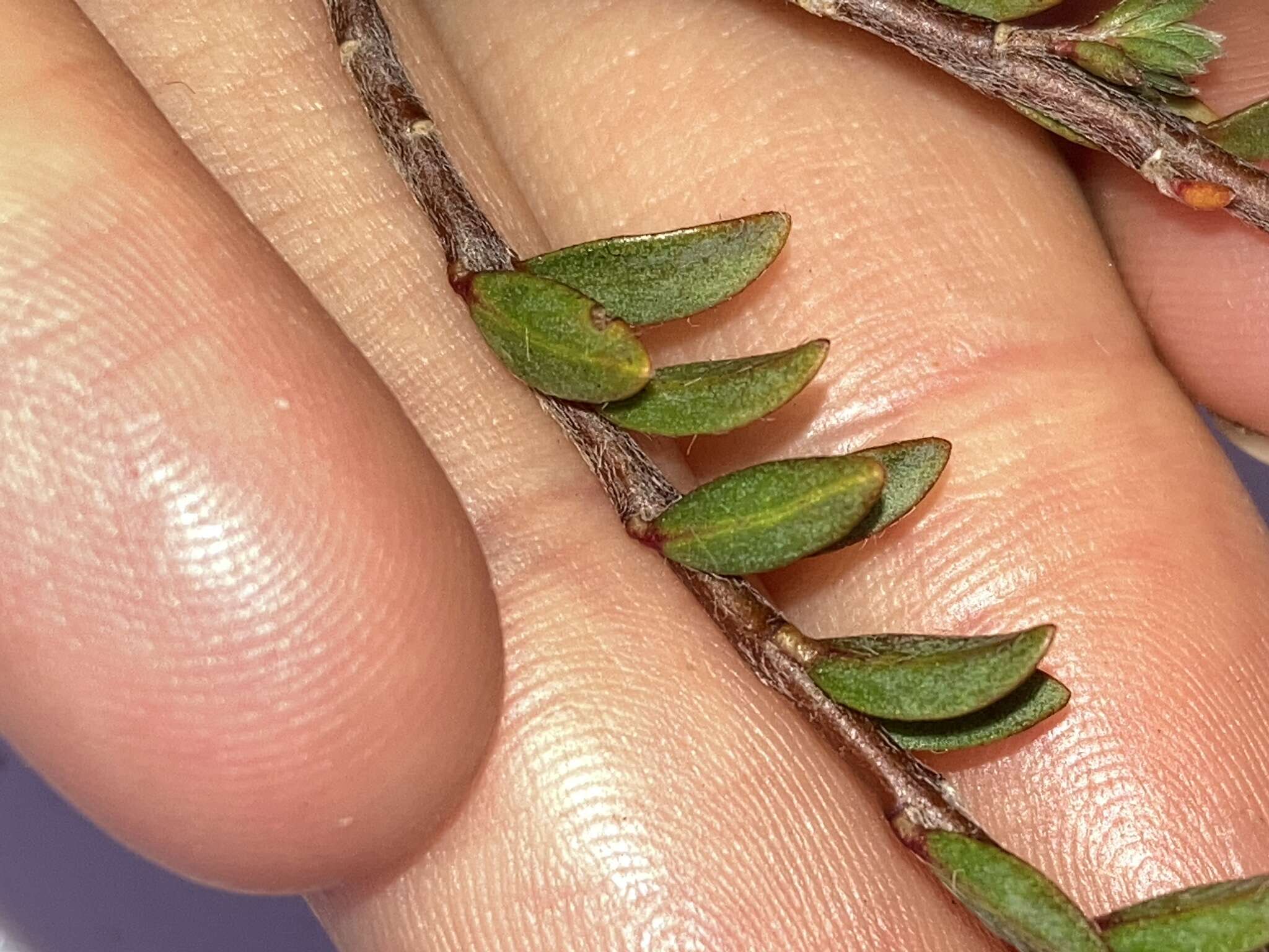 Image of Pimelea oreophila subsp. lepta C. J. Burrows