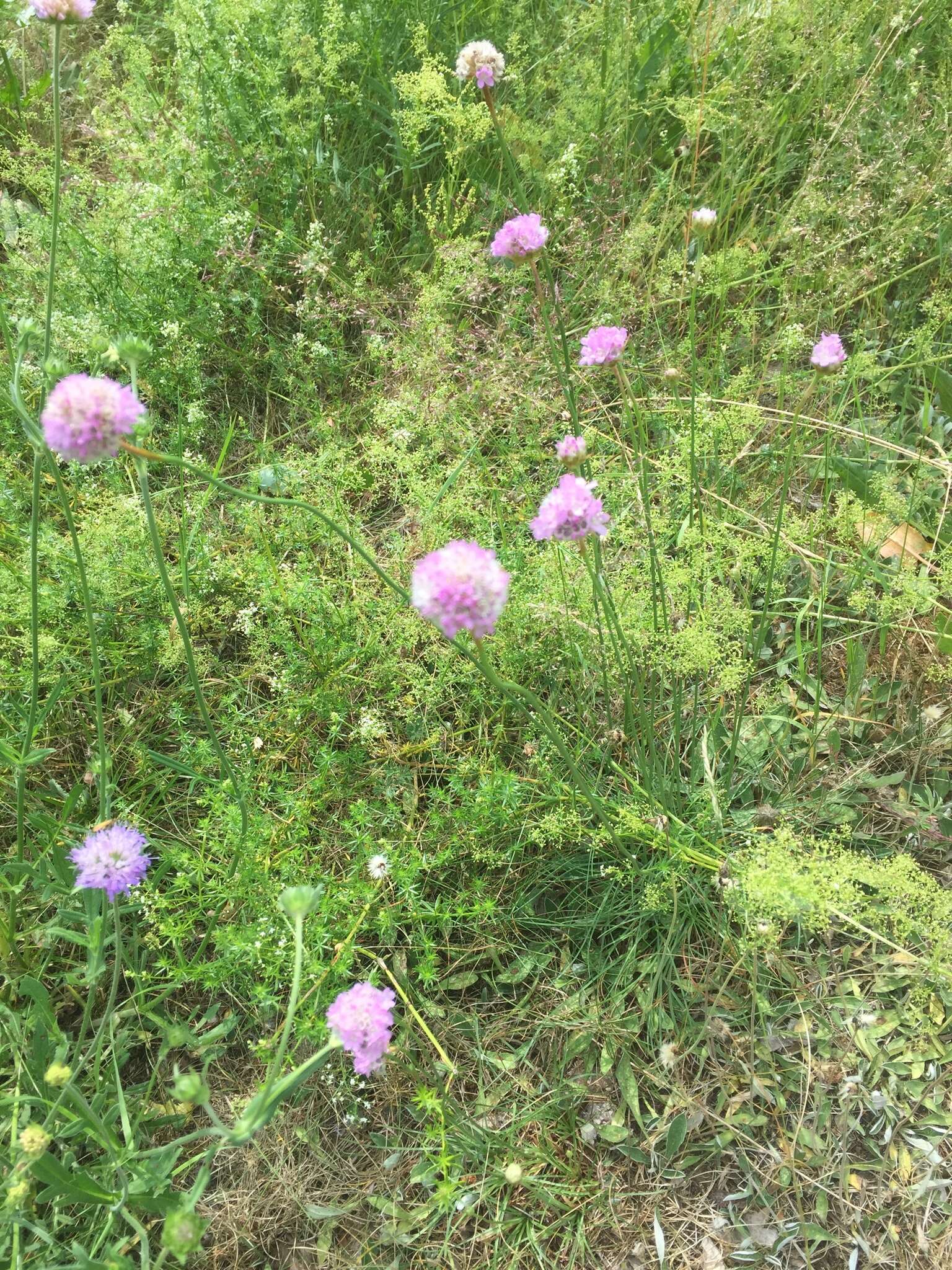 Imagem de Armeria maritima subsp. elongata (Hoffm.) Bonnier