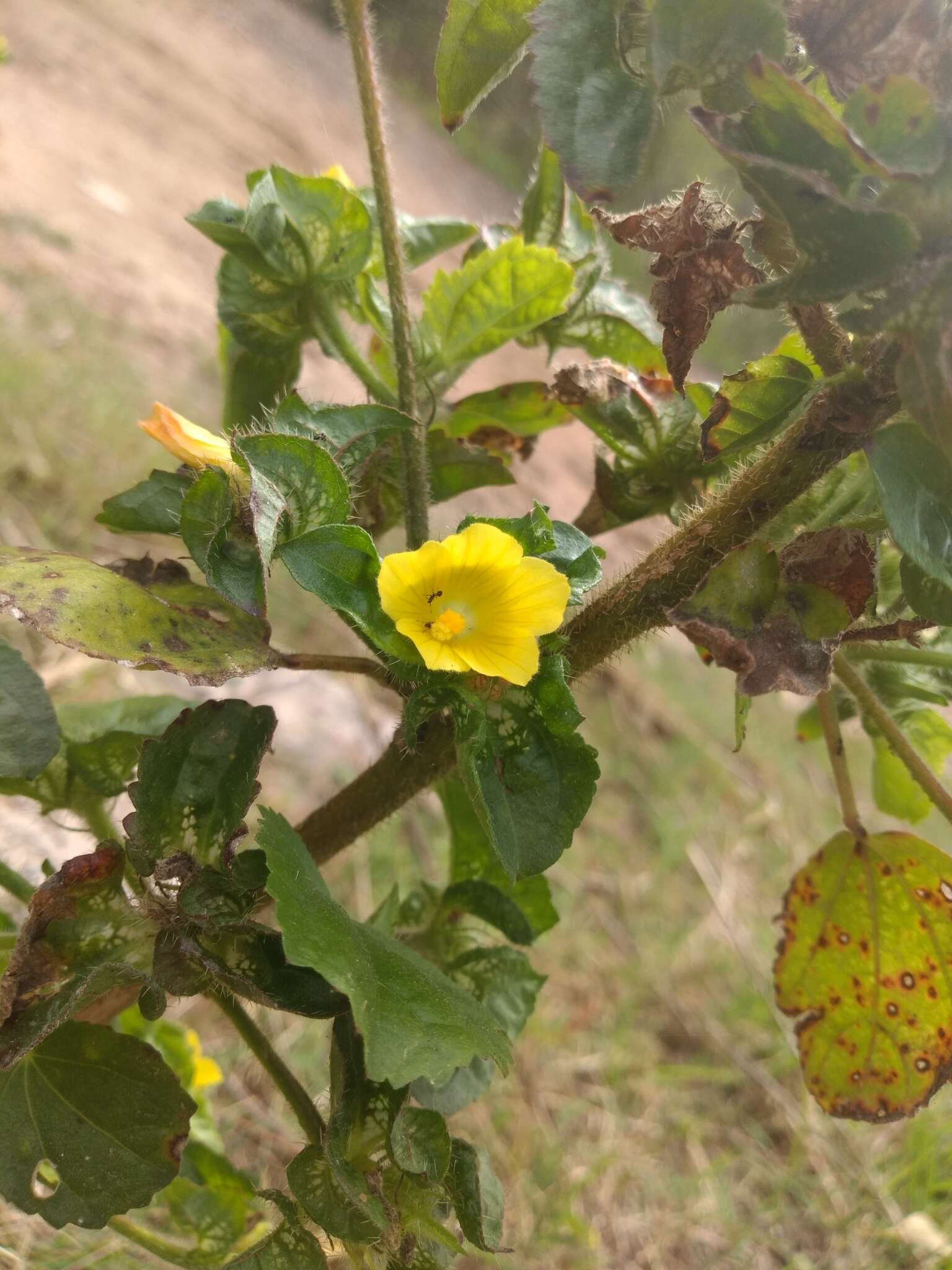 Image of wild okra