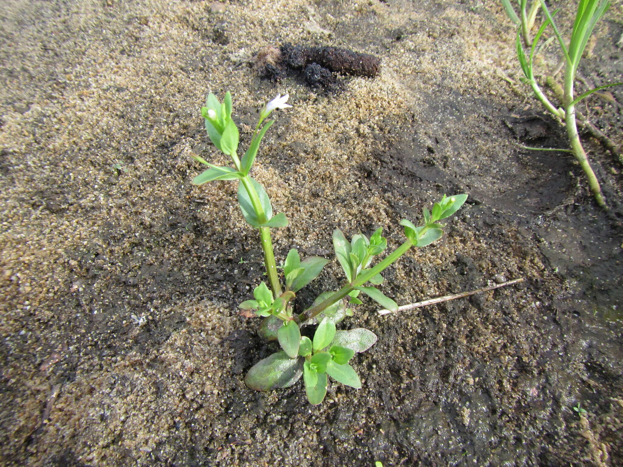 Image of Lindernia parviflora (Roxb.) Haines