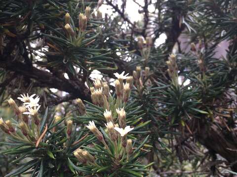 Image of prickly alpine daisybush