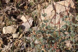 Image of Hypericum scabrum L.