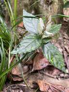 صورة Strobilanthes cumingiana (Nees) Y. F. Deng & J. R. I. Wood