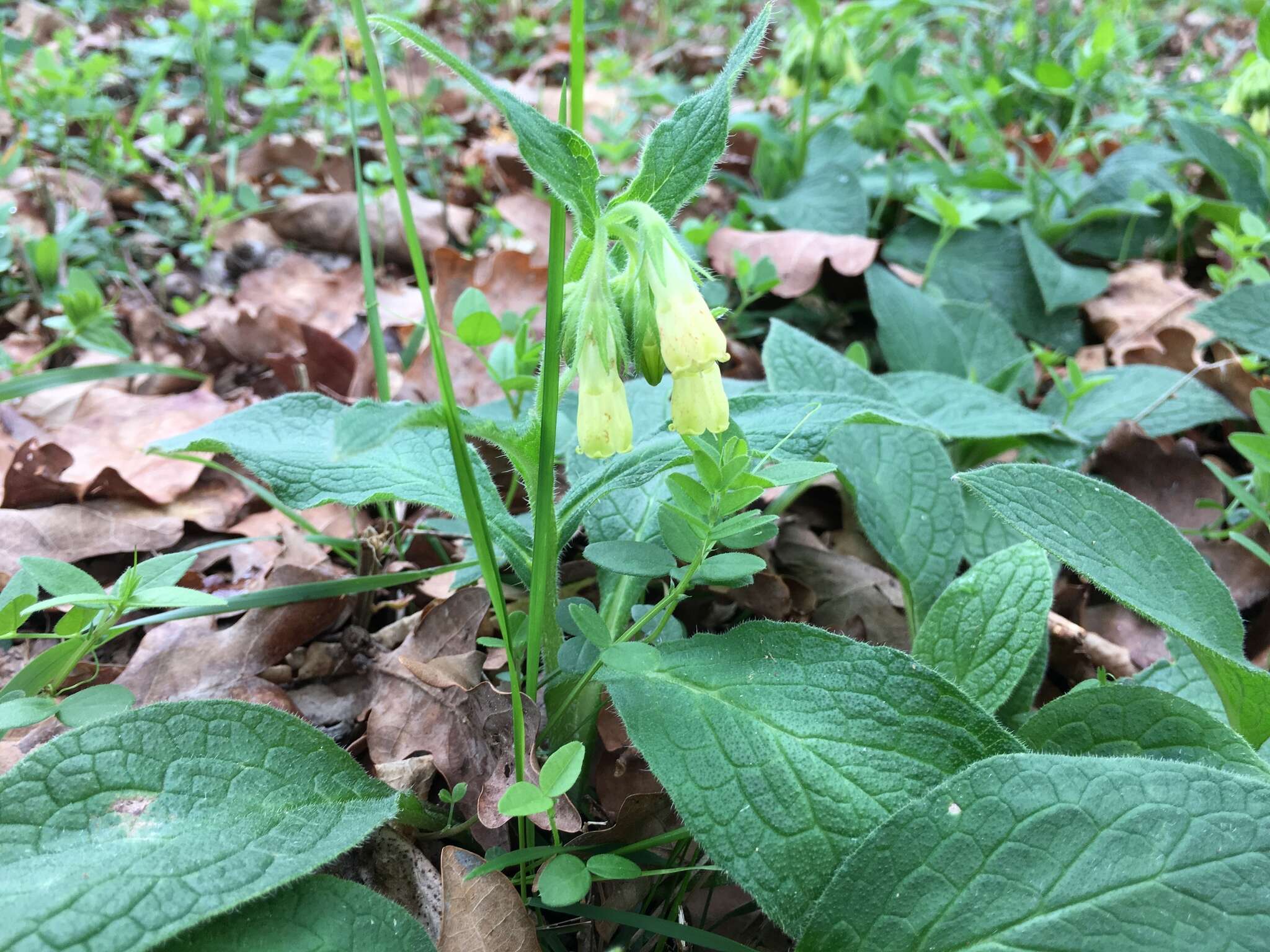 Слика од Symphytum tuberosum L.