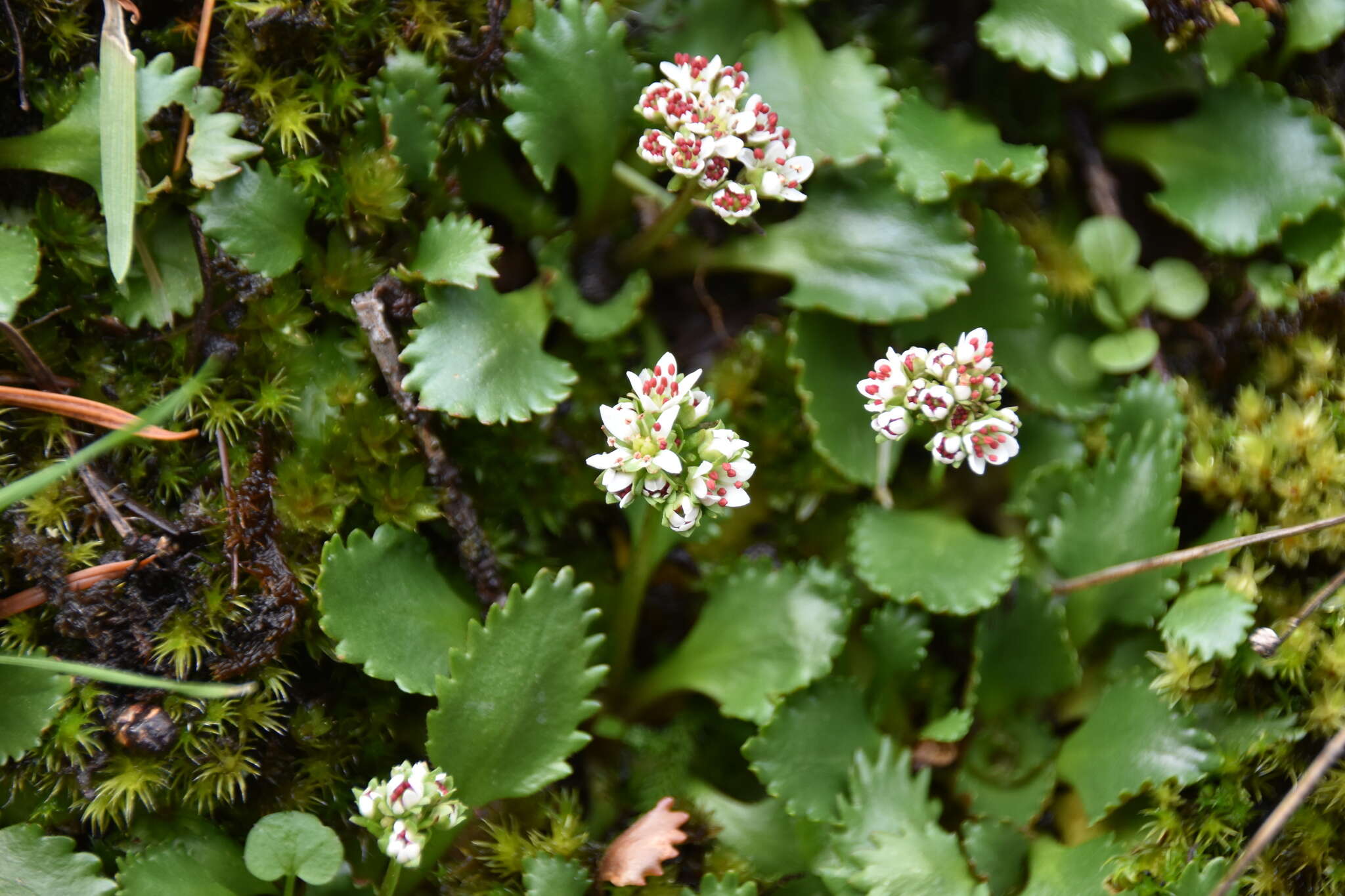 Plancia ëd Micranthes rufidula Small