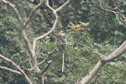 Image of Gray-shanked Douc Langur